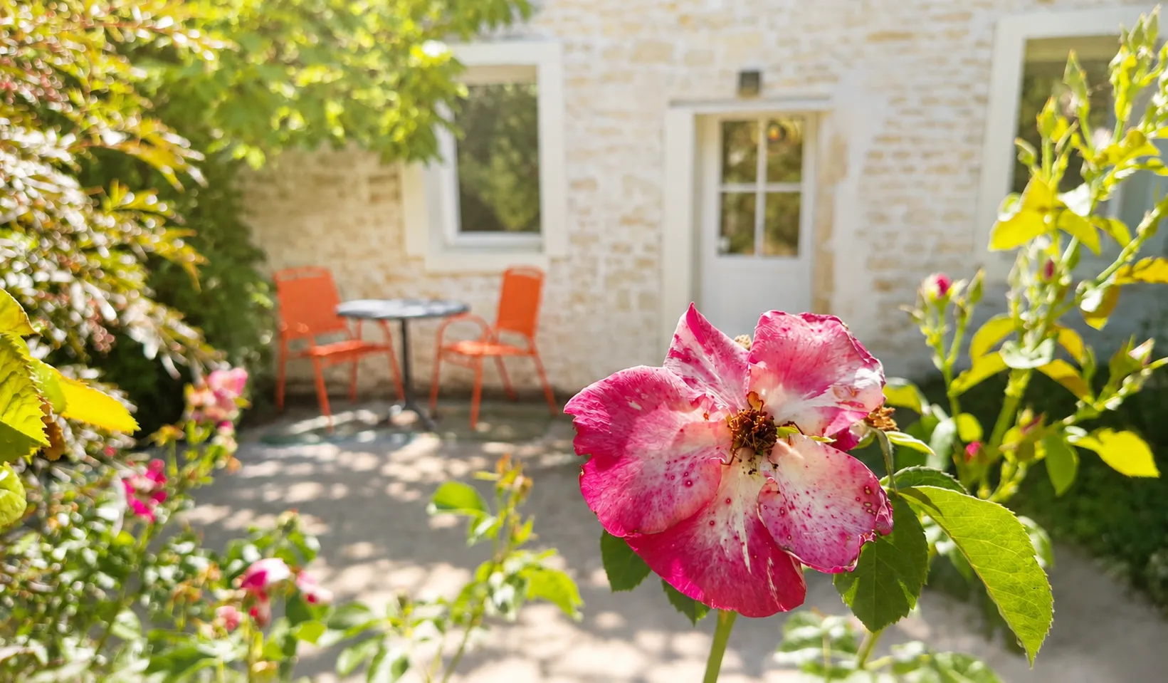 Rosier en fleurs devant la terrasse
